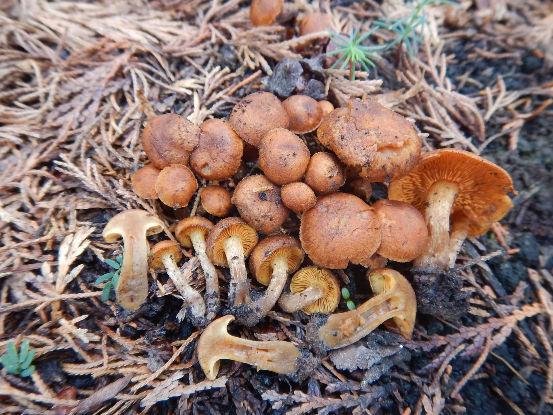 Gymnopilus odini, 23-05-26 (1)